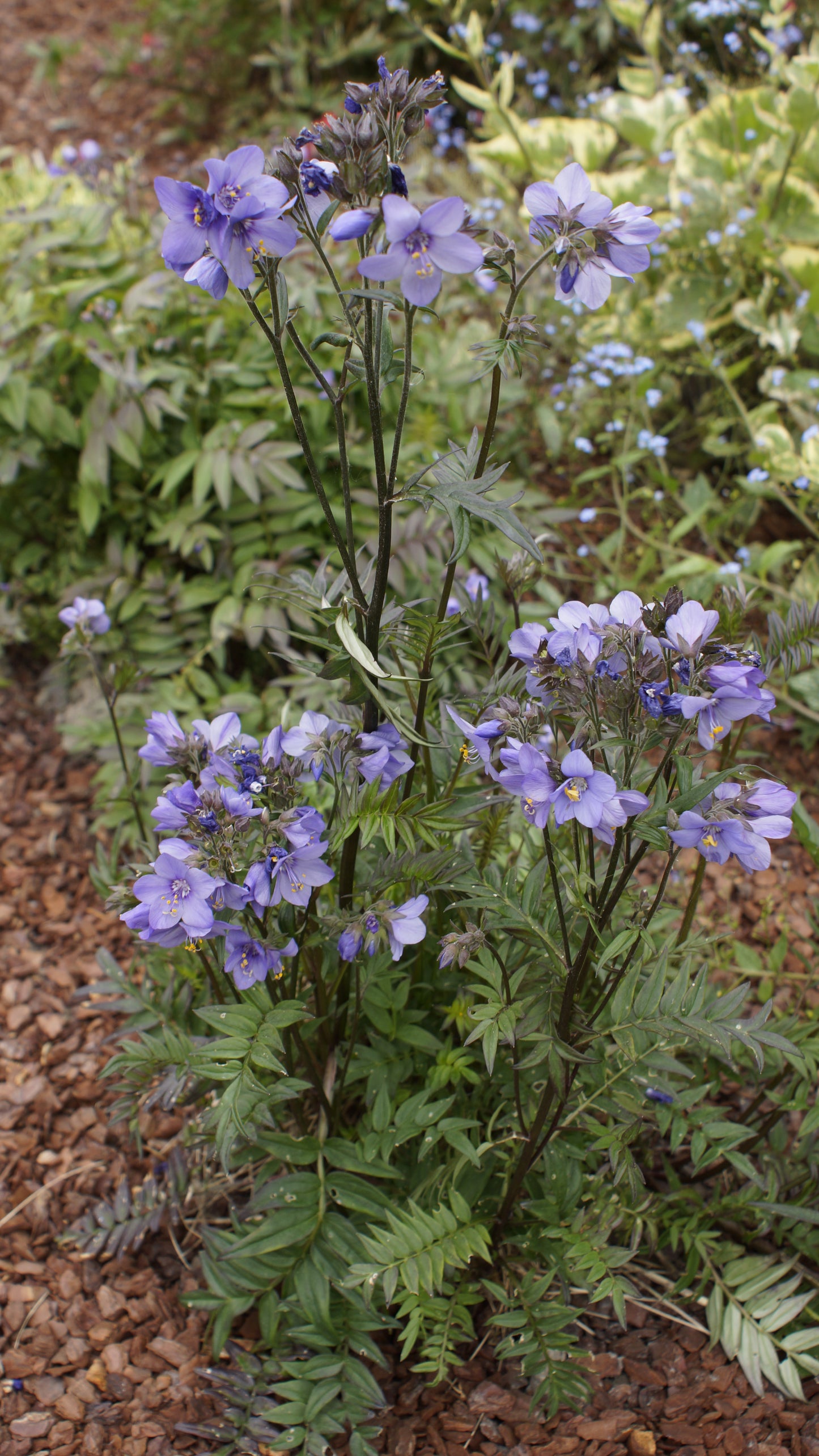 Polemonium yezoense 'Bressingham Purple'
