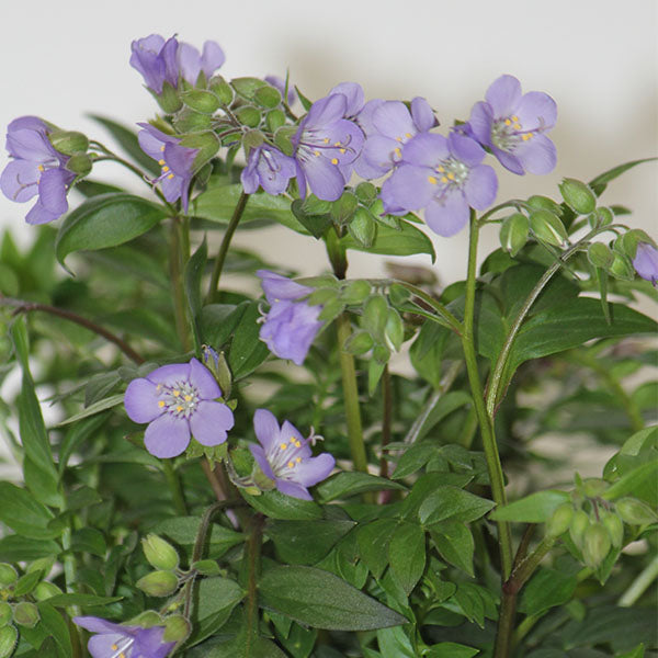 Polemonium yezoense 'Heaven Scent'