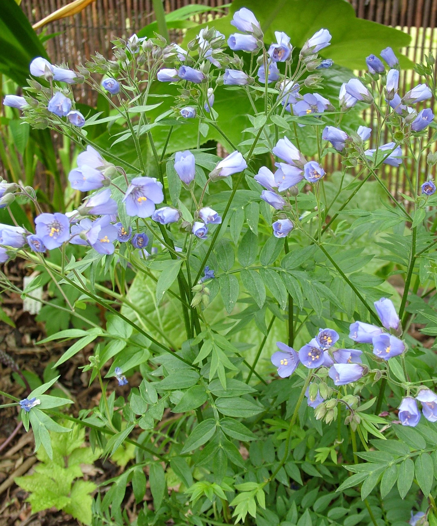 Polemonium yezoense 'Heaven Scent'