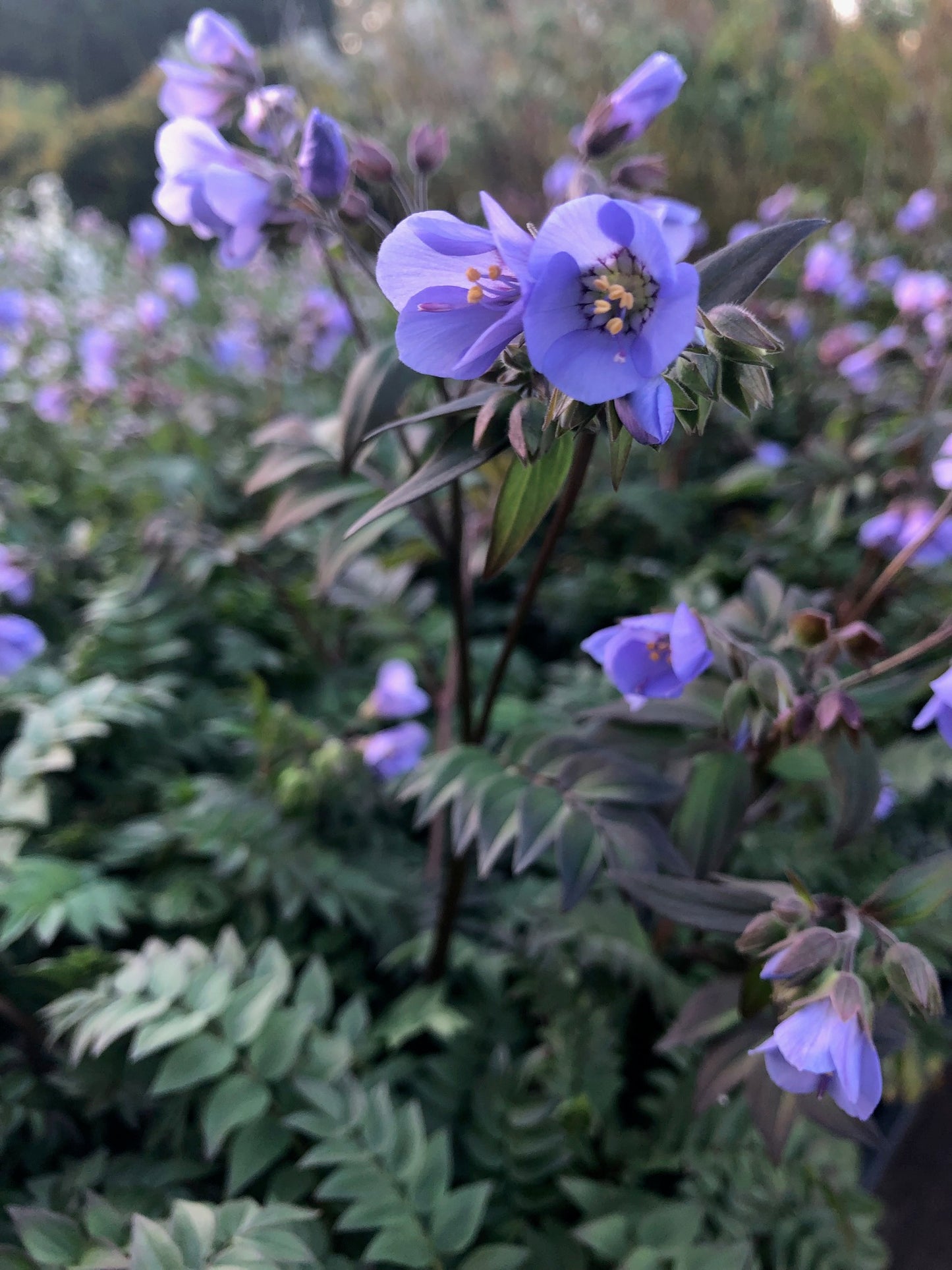 Polemonium yezoense 'Heaven Scent'