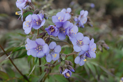 Polemonium yezoense 'Heaven Scent'