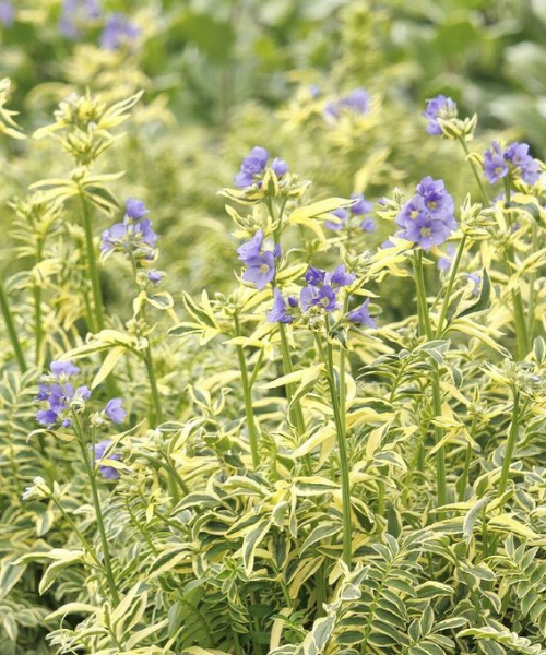 Polemonium caeruleum 'Brise D'Anjou' - NEW