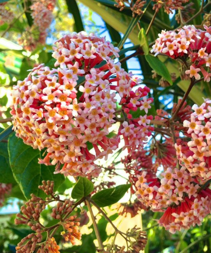 Rondeletia amoena - NEW