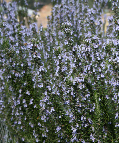 Rosmarinus officinalis 'Tuscan Blue' - NEW