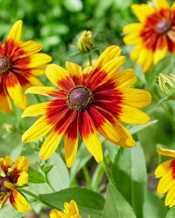 Rudbeckia x hybrida MiniBeckia Flame - NEW