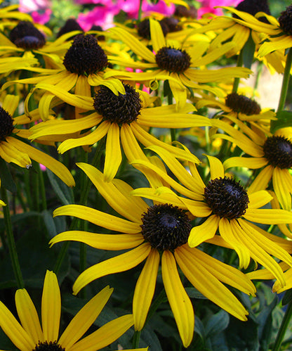 Rudbeckia fulgida 'Little Goldstar'