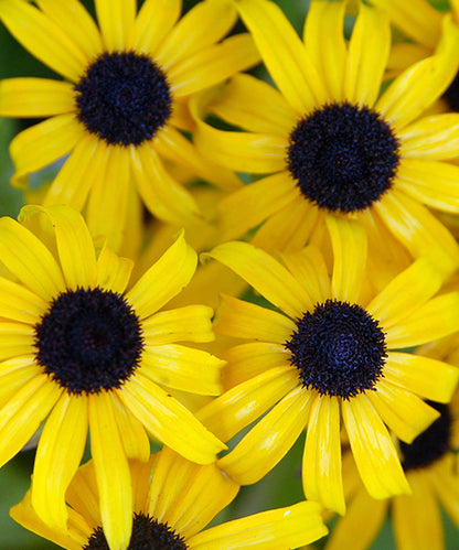 Rudbeckia fulgida 'American Gold Rush'