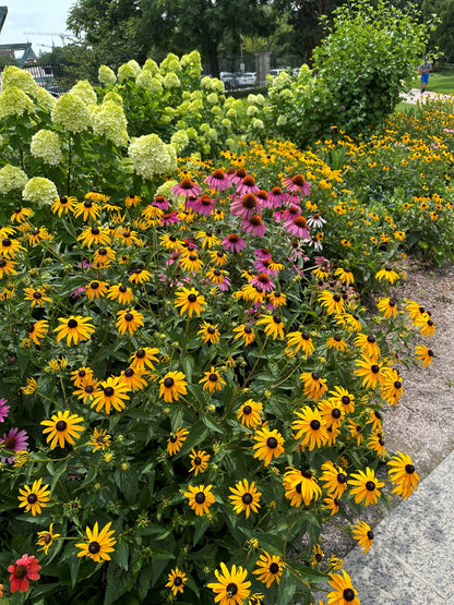 Rudbeckia fulgida 'American Gold Rush'