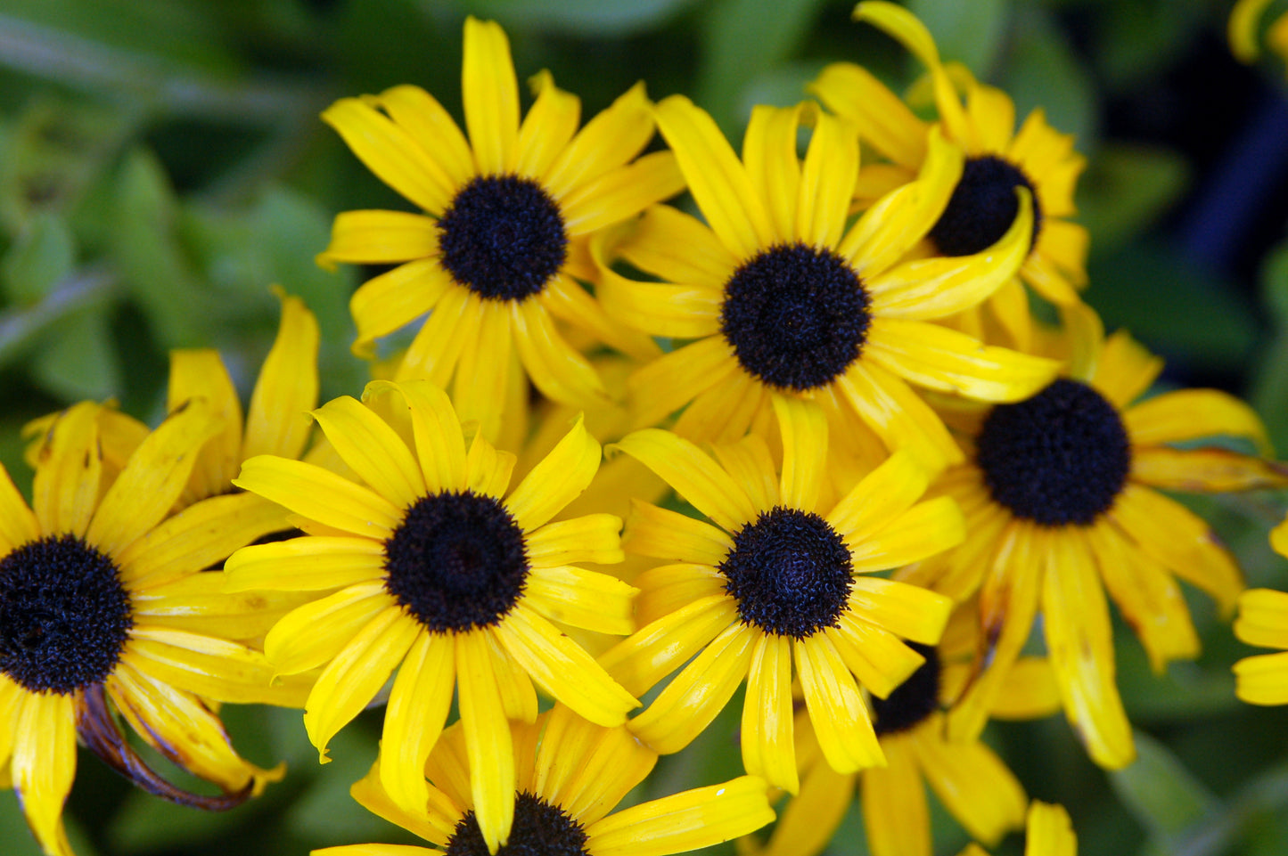 Rudbeckia fulgida 'American Gold Rush'