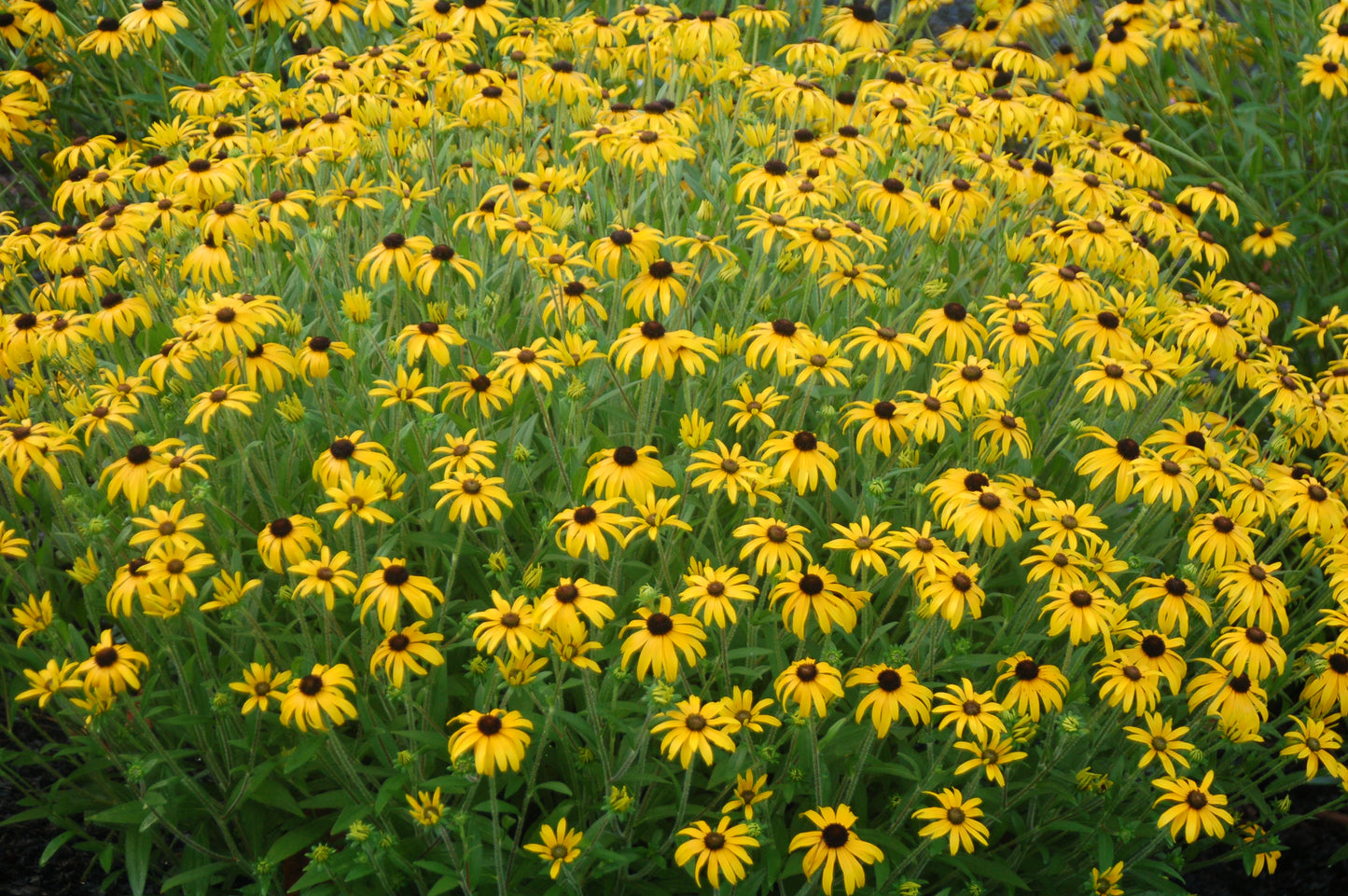 Rudbeckia fulgida 'American Gold Rush'