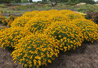 Rudbeckia fulgida 'American Gold Rush'