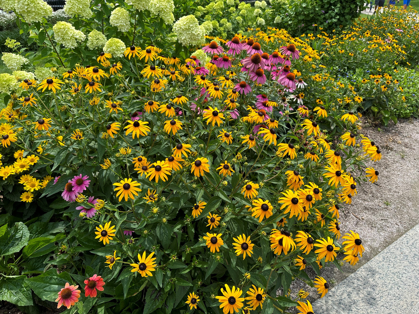 Rudbeckia fulgida 'American Gold Rush'