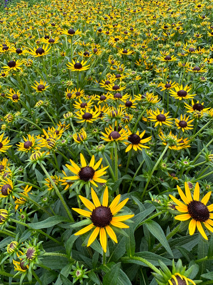 Rudbeckia fulgida 'Little Goldstar'