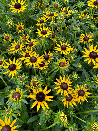 Rudbeckia fulgida 'Little Goldstar'
