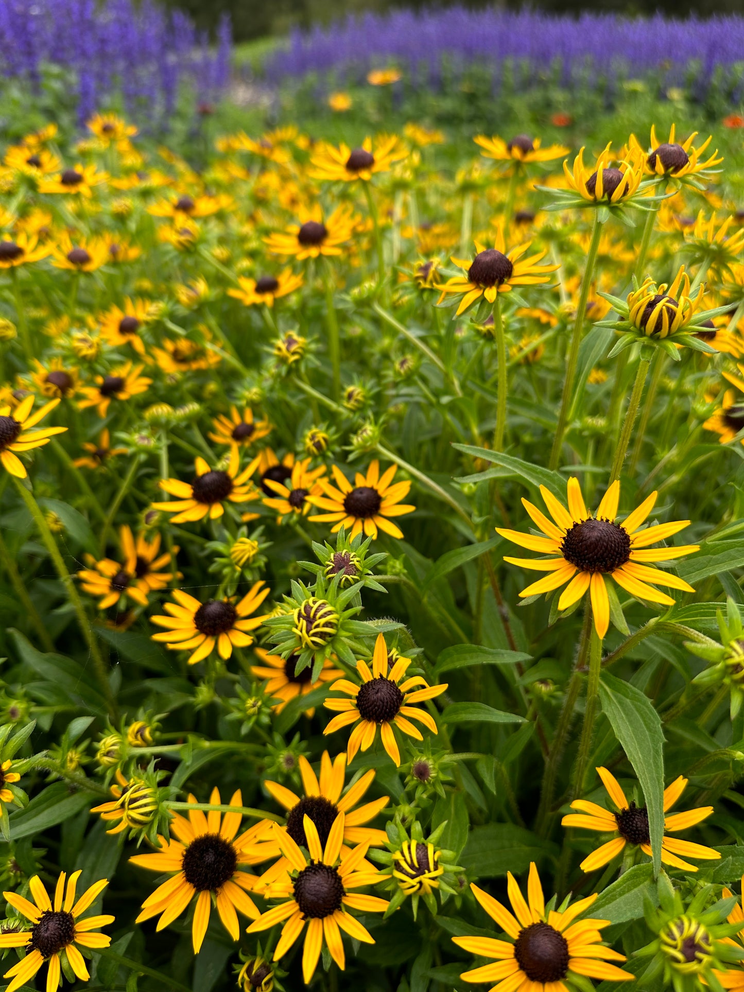 Rudbeckia fulgida 'Little Goldstar'