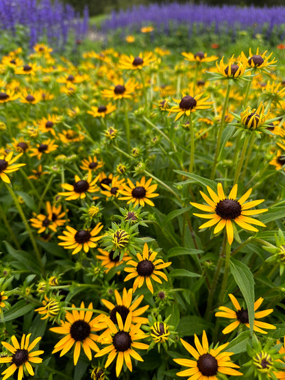 Rudbeckia fulgida 'Little Goldstar'
