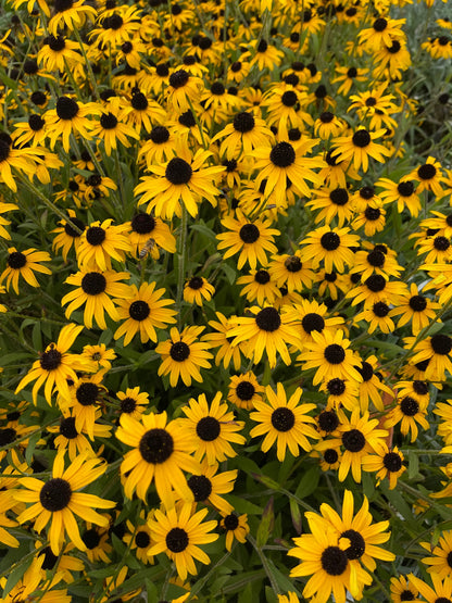 Rudbeckia fulgida 'Little Goldstar'