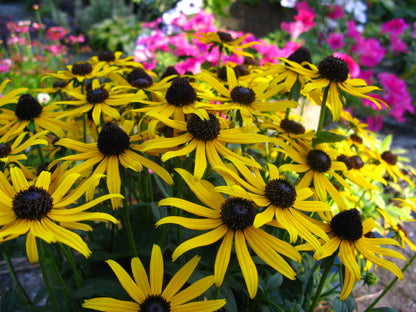 Rudbeckia fulgida 'Little Goldstar'