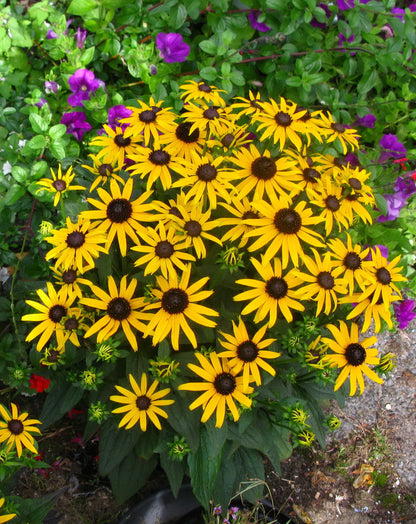 Rudbeckia fulgida 'Little Goldstar'