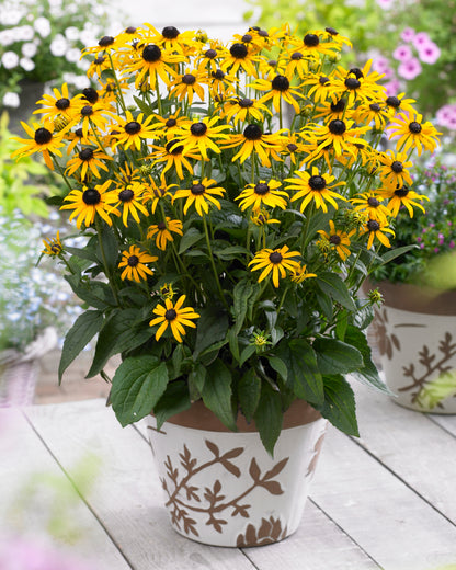 Rudbeckia fulgida 'Little Goldstar'