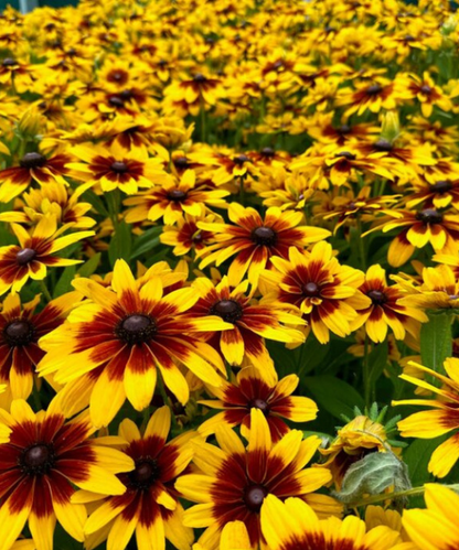 Rudbeckia x hybrida MiniBeckia Flame - NEW