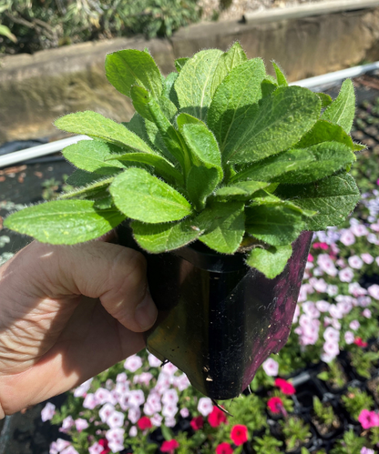 Rudbeckia x hybrida MiniBeckia Flame - NEW