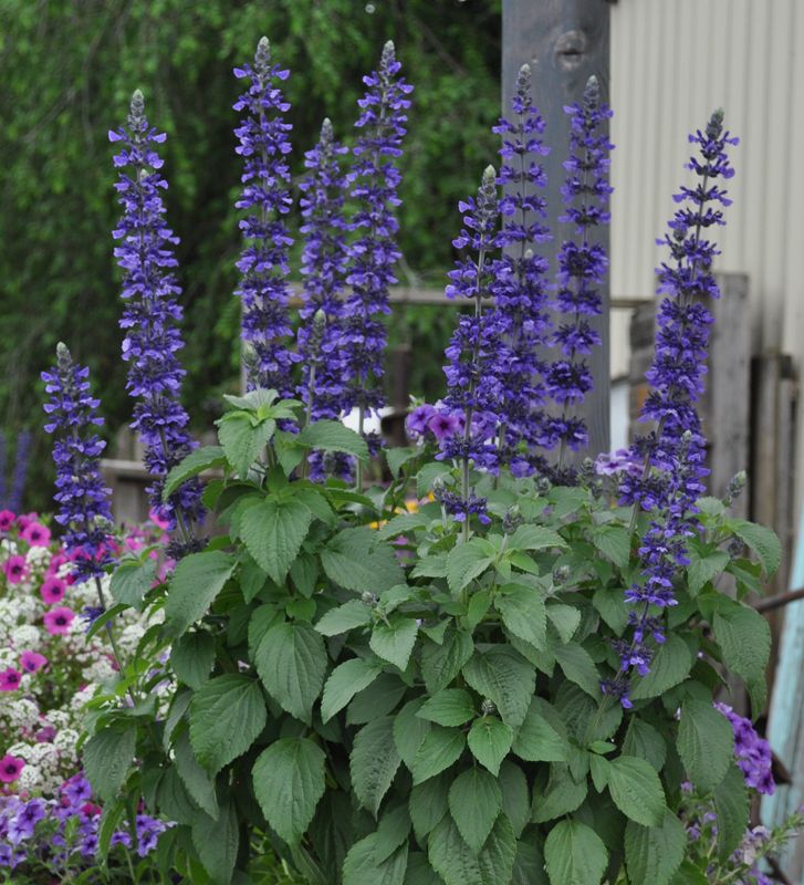 Salvia longispicata x farinacea 'Mystic Spires'