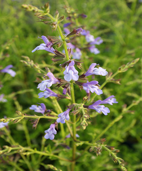 Salvia chamelaeagnea x scabra 'African Sky'