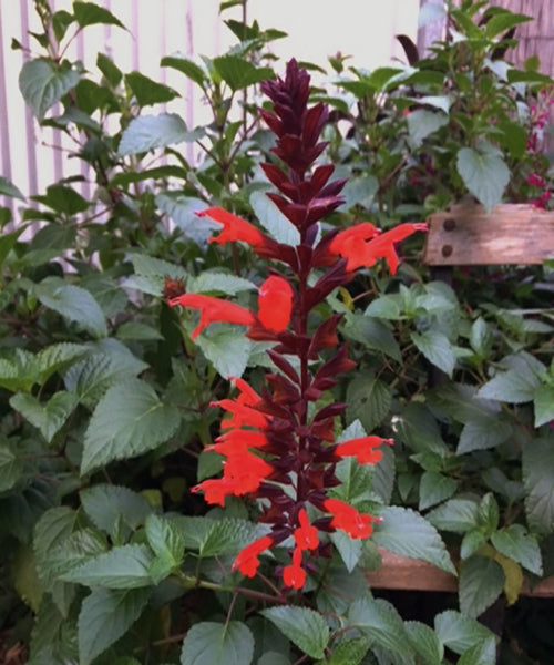 Salvia splendens x hirtella 'Firecracker'