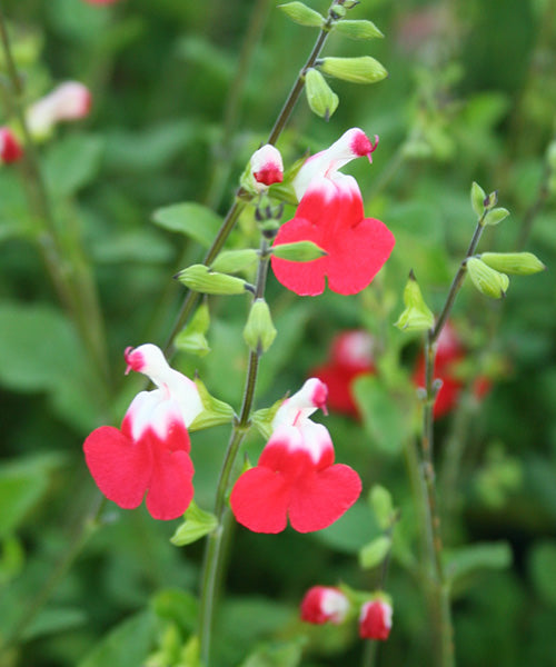 Salvia microphylla 'Hot Lips'