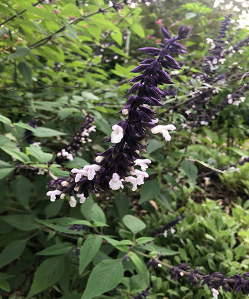 Salvia x hybrid 'Meigan's Magic'