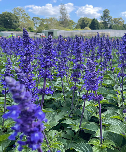 Salvia longispicata x farinacea 'Mystic Spires'