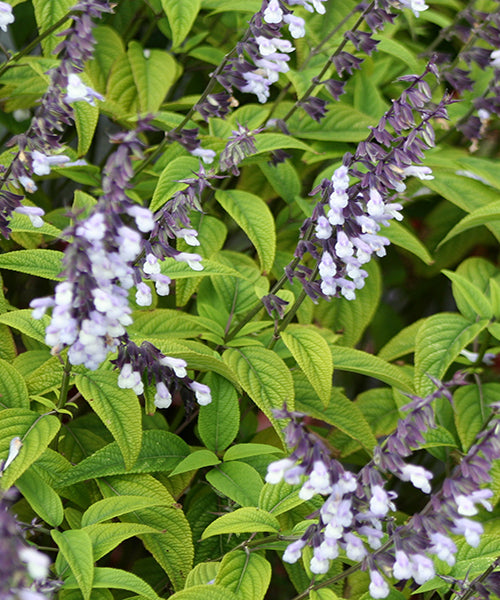 Salvia x hybrid 'Phyllis Fancy'