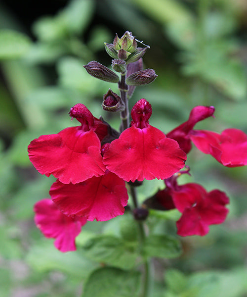 Salvia gregii 'Pink Raspberry Royal'