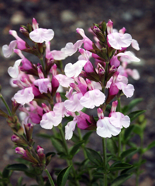 Salvia greggii 'Playa Rosa'