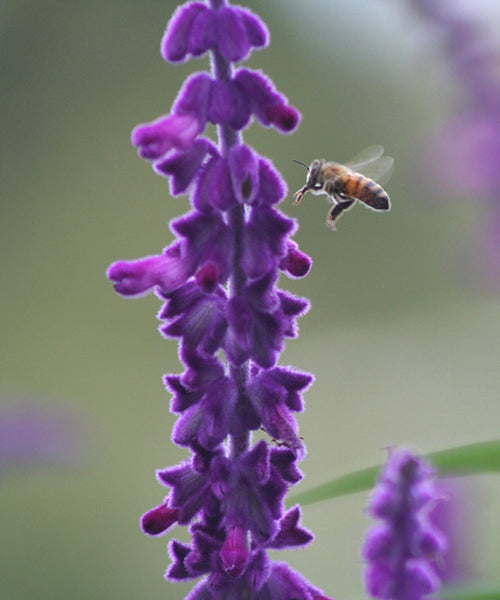 Salvia leucantha 'Santa Barbara' pbr