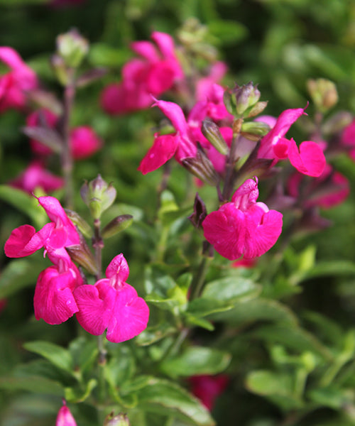 Salvia microphylla 'Telegraph Avenue'