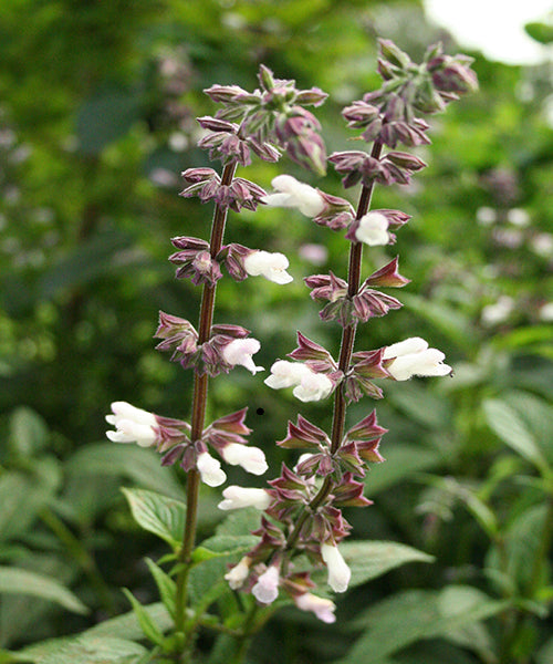 Salvia x hybrid 'Waverley'