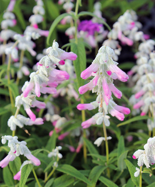 Salvia leucantha 'Pink'