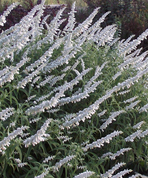 Salvia leucantha 'White'