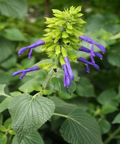 Salvia mexicana 'Limelight'