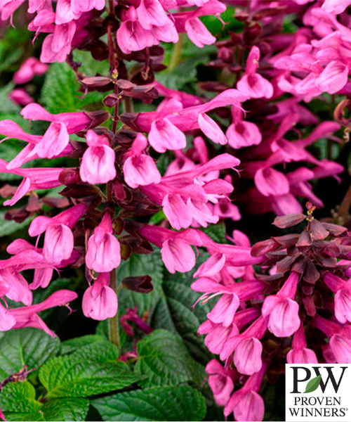 Salvia farinacea 'Unplugged Pink'