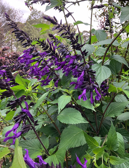 Salvia guarantica x gesnerifolia 'Amistad' pbr