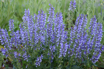 Salvia nemorosa Fashionista 'Azure Snow'