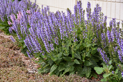 Salvia nemorosa Fashionista 'Azure Snow'