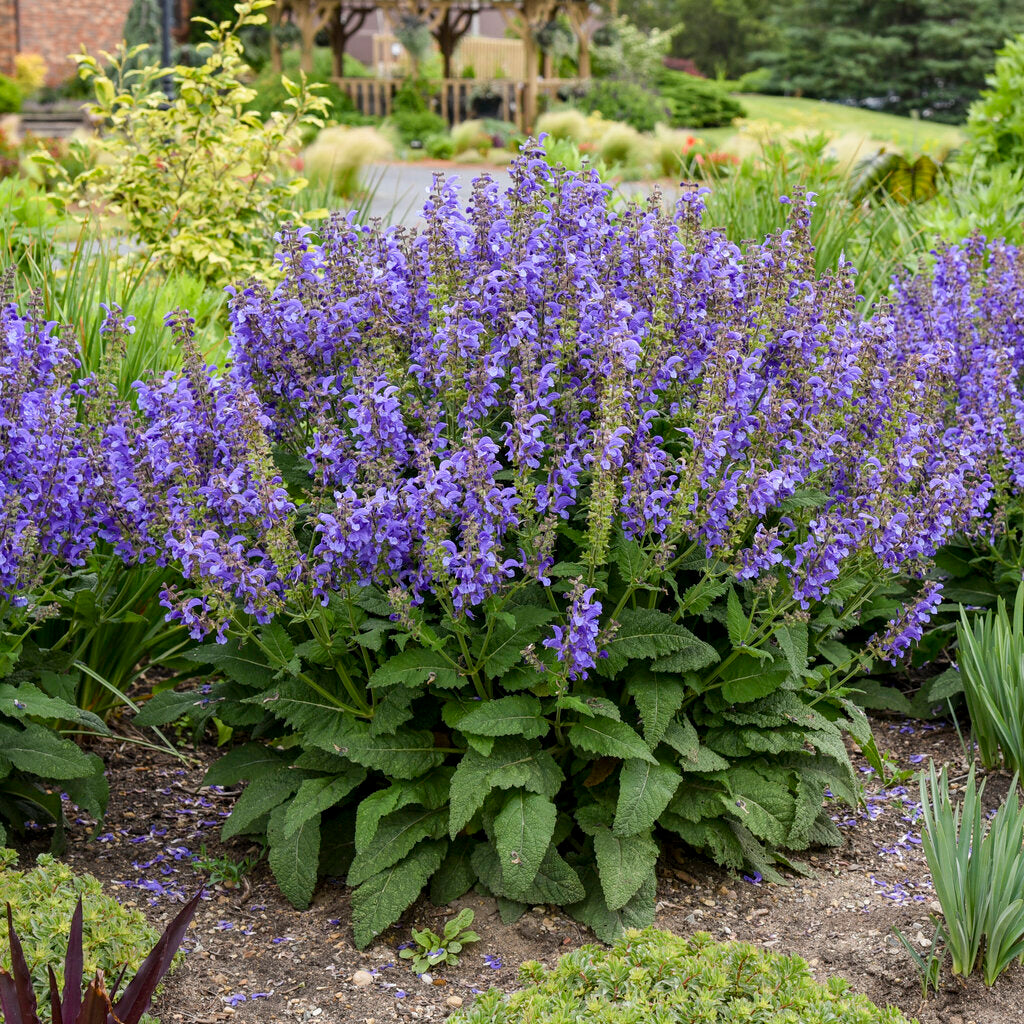 Salvia nemorosa 'Living Large Big Sky' - NEW