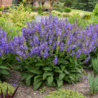Salvia nemorosa 'Living Large Big Sky' - NEW