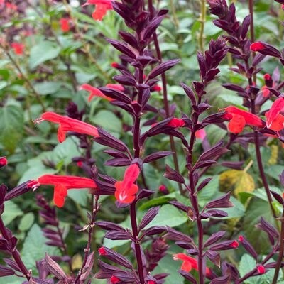 Salvia splendens x hirtella 'Firecracker'