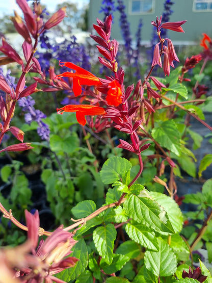 Salvia splendens x hirtella 'Firecracker'