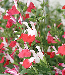 Salvia microphylla 'Hot Lips'